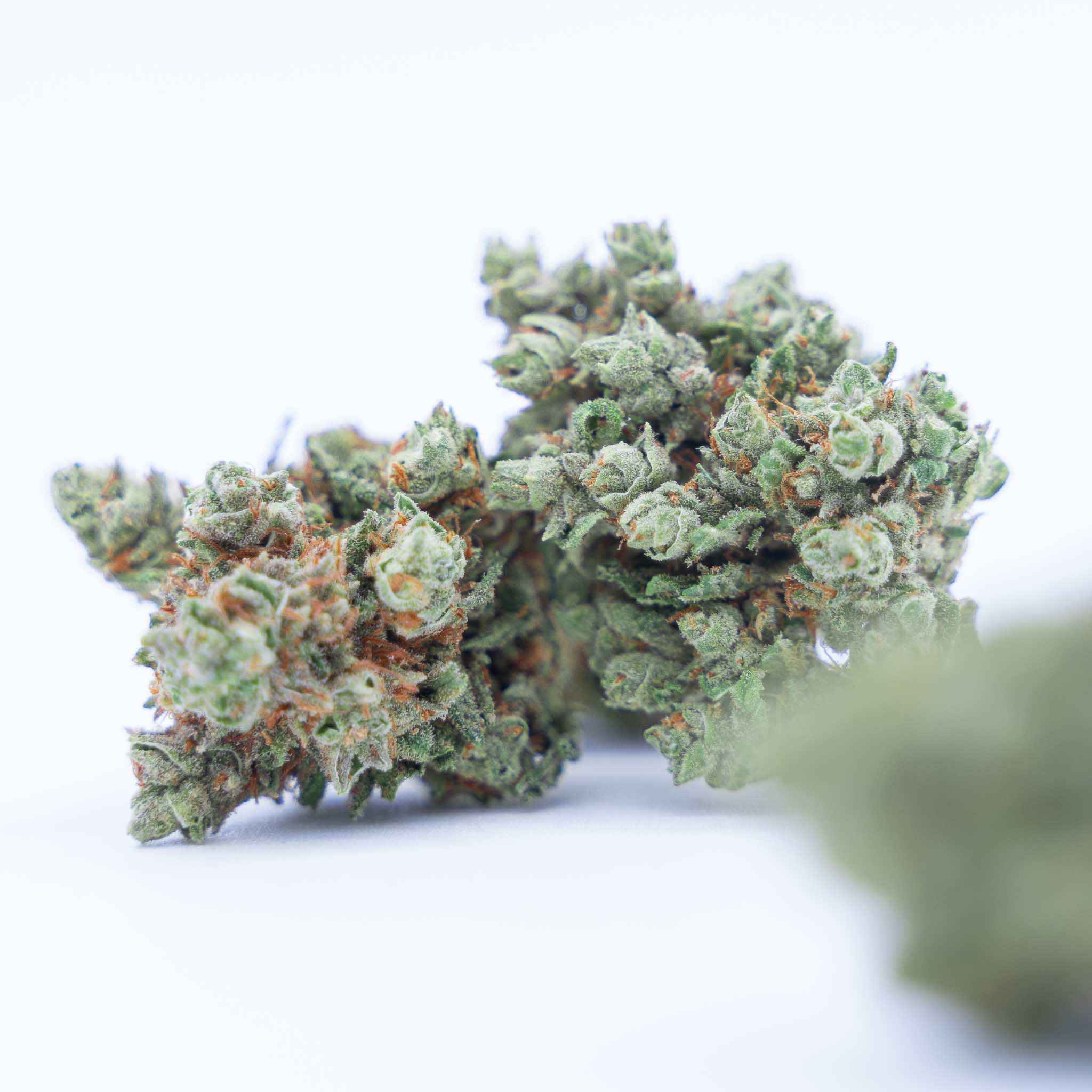 Flores CBD | SUNSET SHERBET